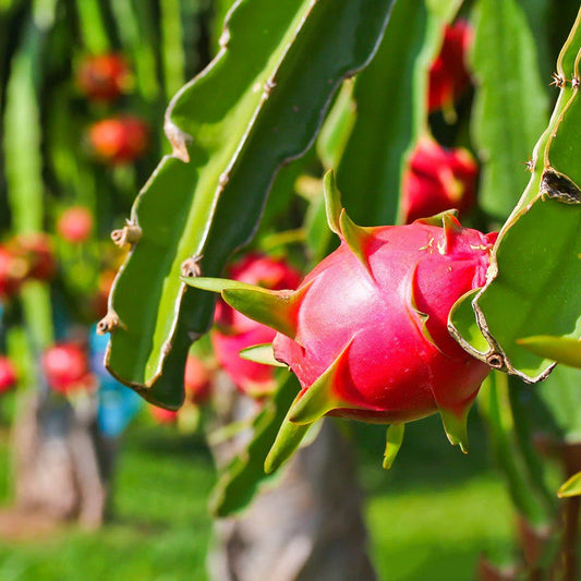 Dragon Fruit Tree (دراجون فروت) - Shatla Sky