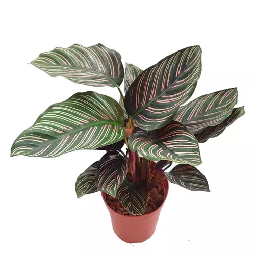 Calathea Sanderiana (كلاثيا)