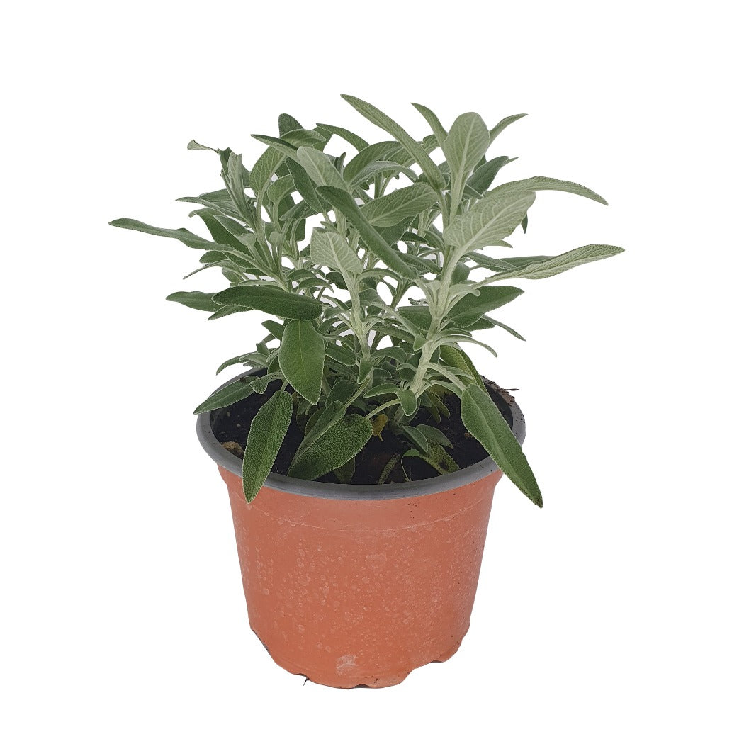 Common sage (مريمية)