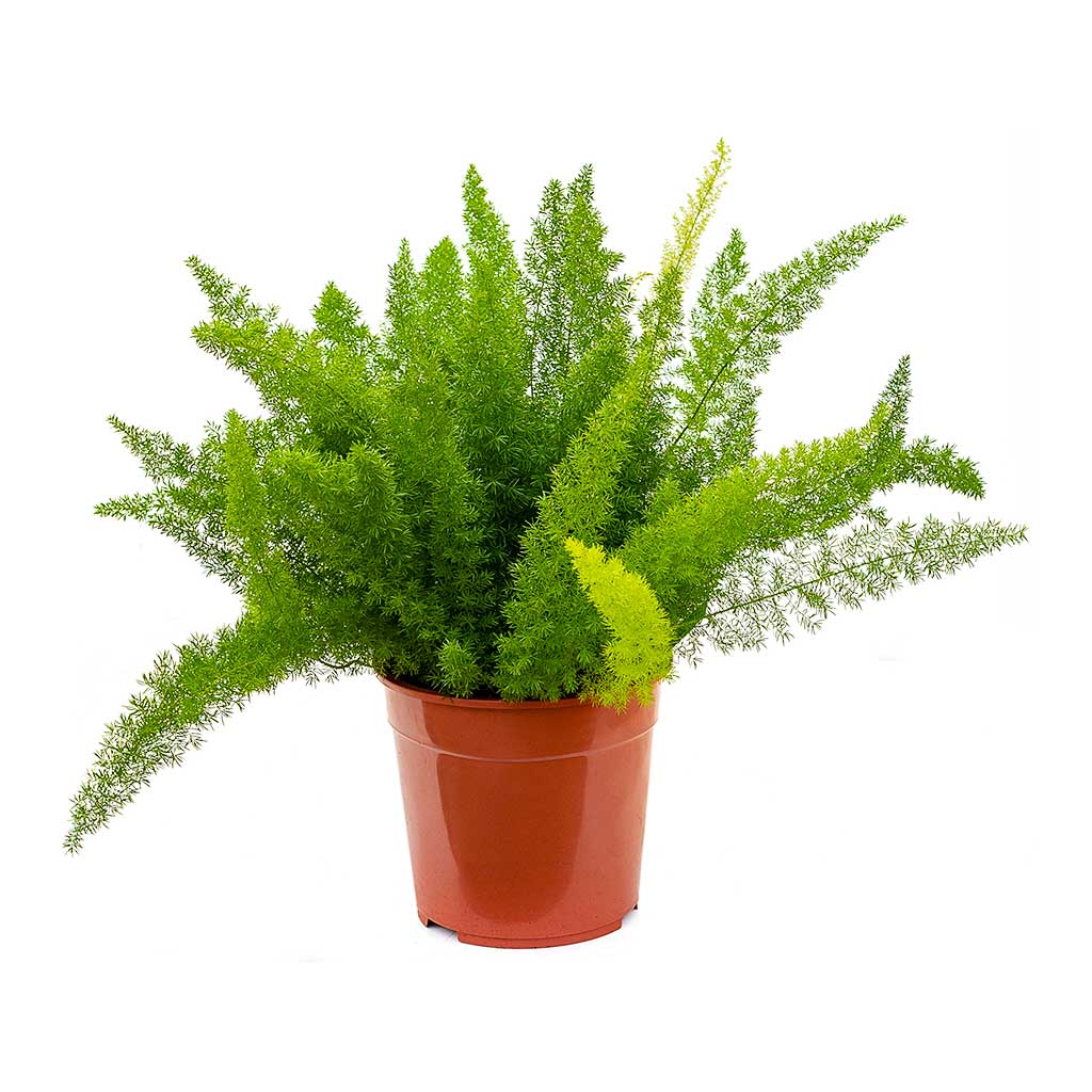 Foxtail Fern (ذيل القط)