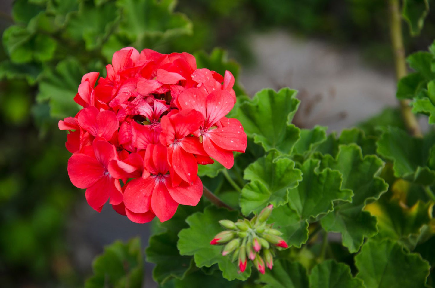 Geranium (جارونيا)