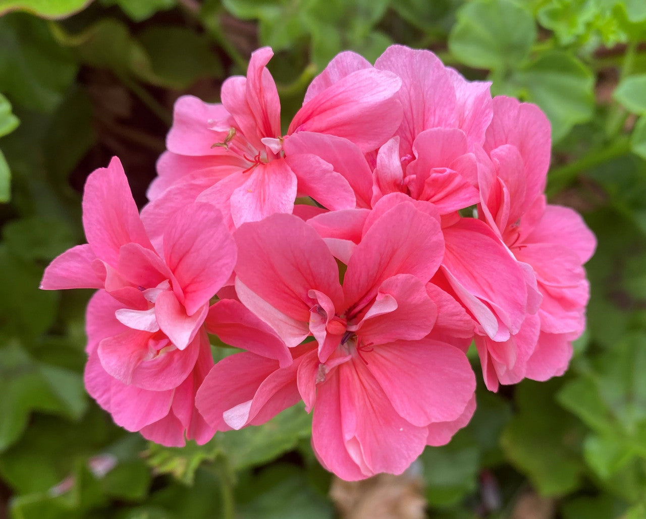 Geranium (جارونيا)