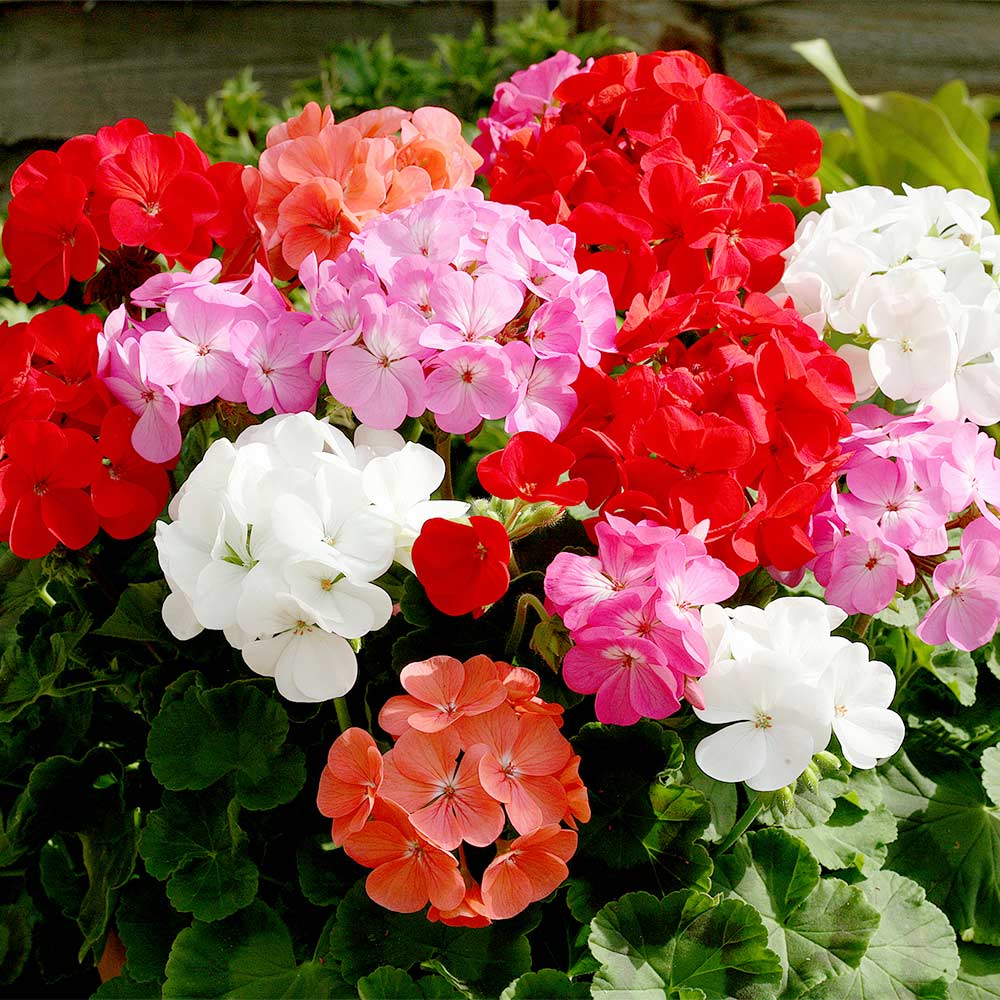 Geranium (جارونيا)