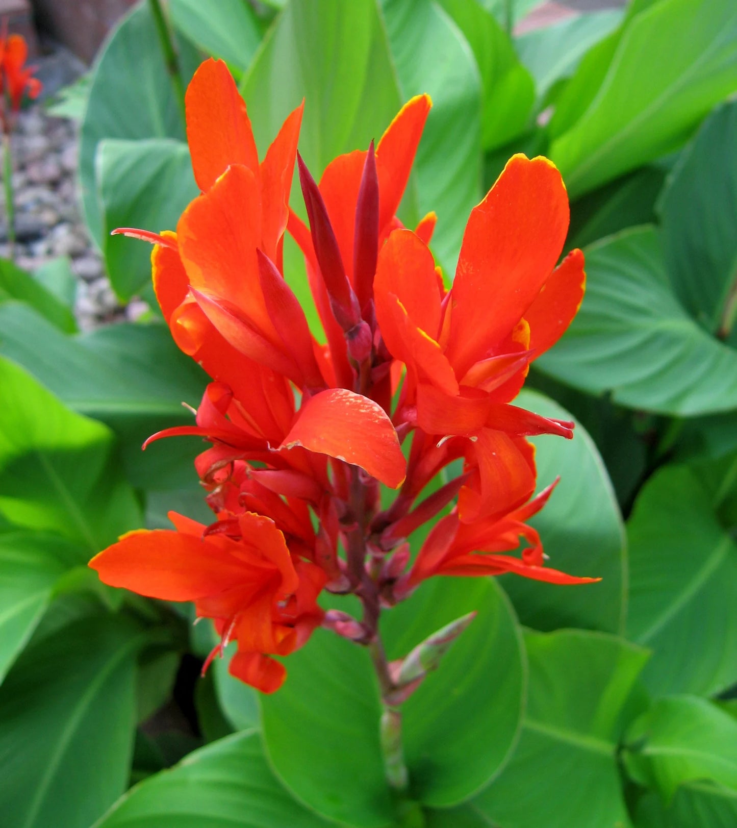 Canna Indica (كنا )