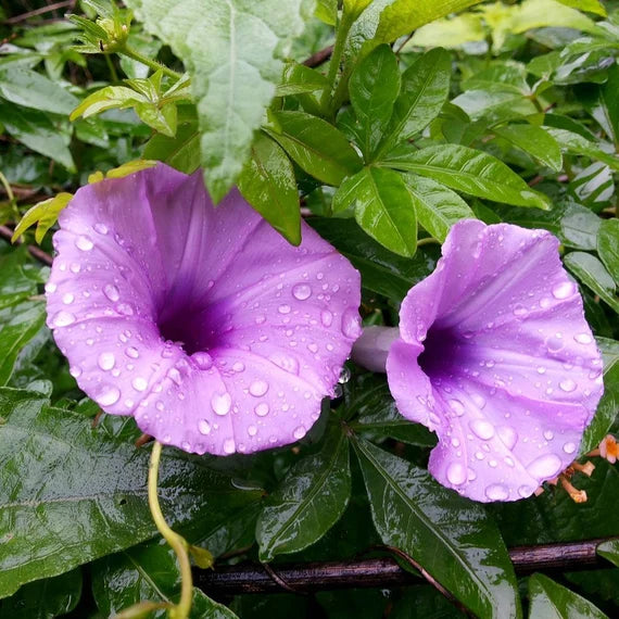 Ipomoea cairica (ست الحسن)