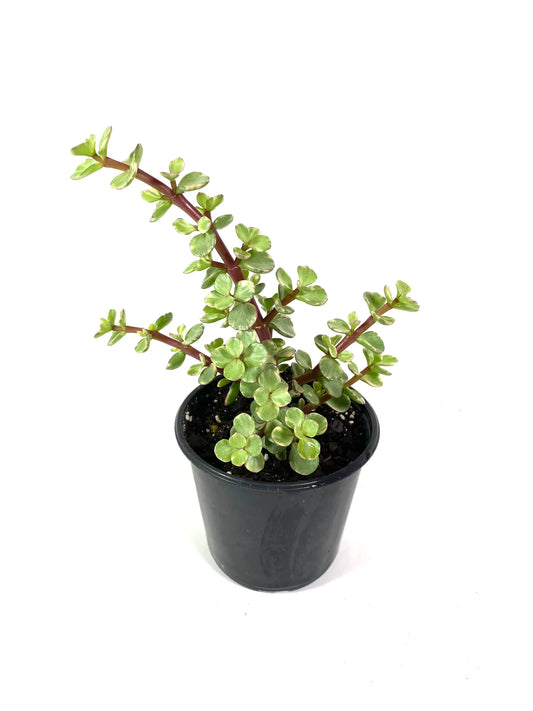 Portulacaria afra (صبار دمعة الطفل)