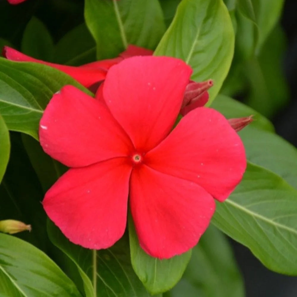 Vinca (ونكا)