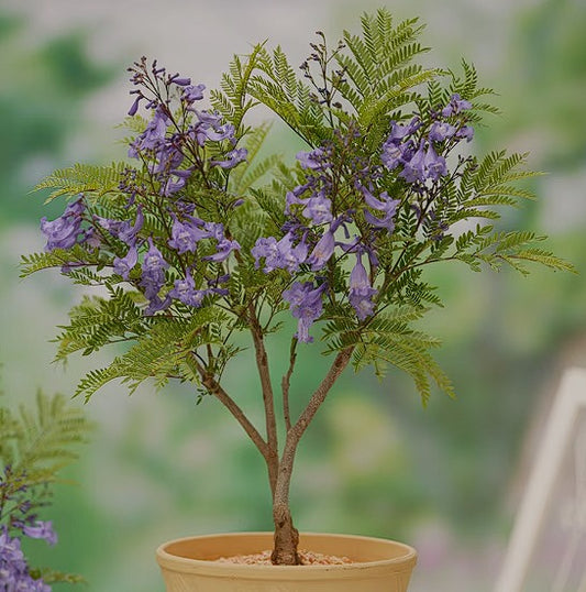 Jacaranda (شجرة جكراندا)