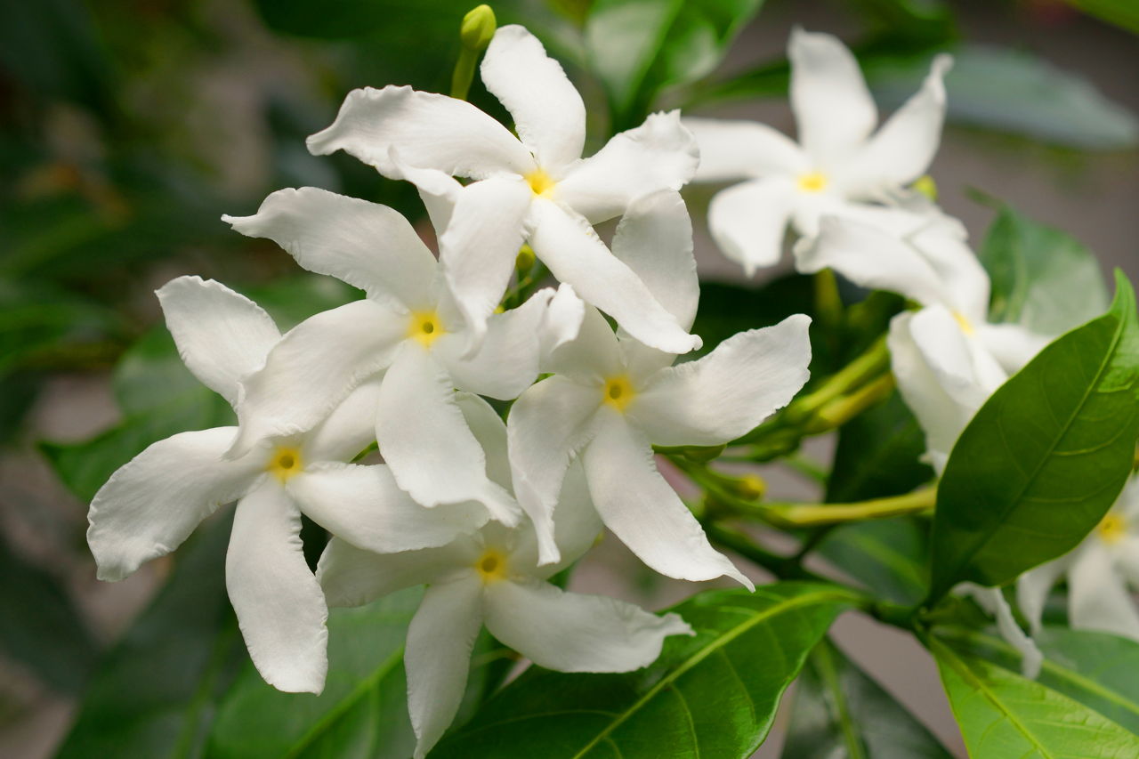 Jasmine (ياسمين بلدي)