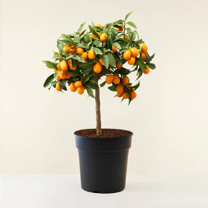 kumquat Tree (شجرة كومكوات)