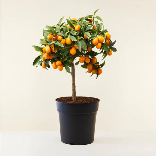 kumquat Tree (شجرة كومكوات) - Shatla Sky