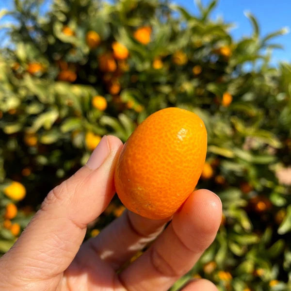 kumquat Tree (شجرة كومكوات)