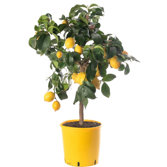 Lemon Tree (شجرة ليمون)