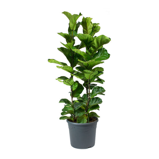 lyrata plant (فيكس ليراتا)