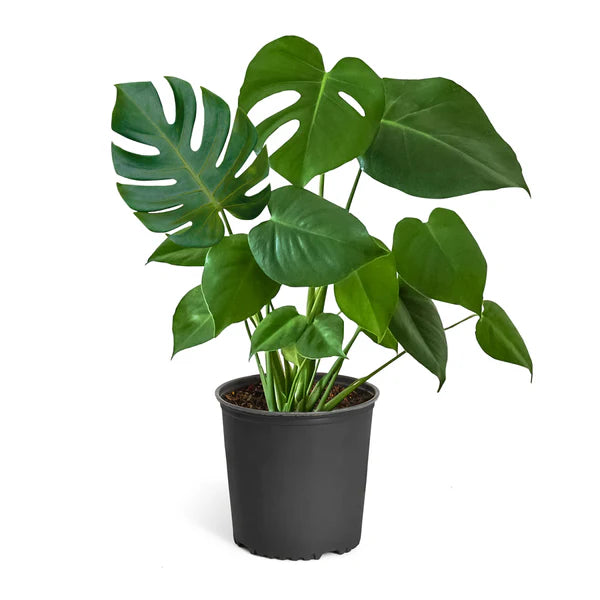 Monstera (قشطة)