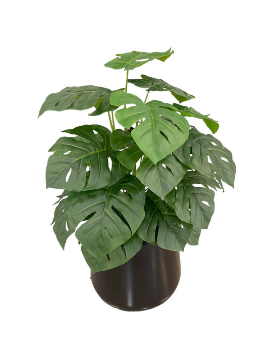 Monstera (قشطة)