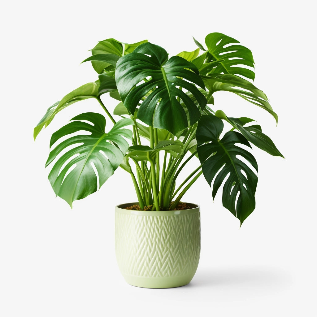 Monstera (قشطة)