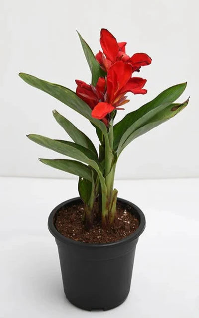 Canna Indica (كنا )