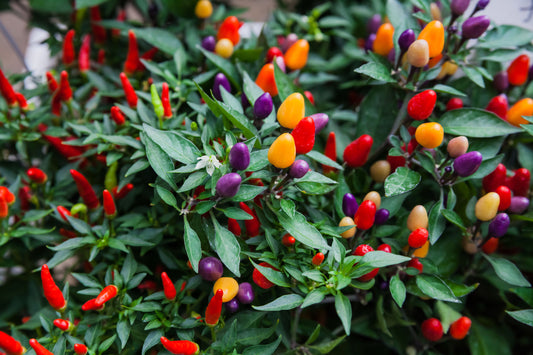 Ornamental Pepper (فلفل زينة)