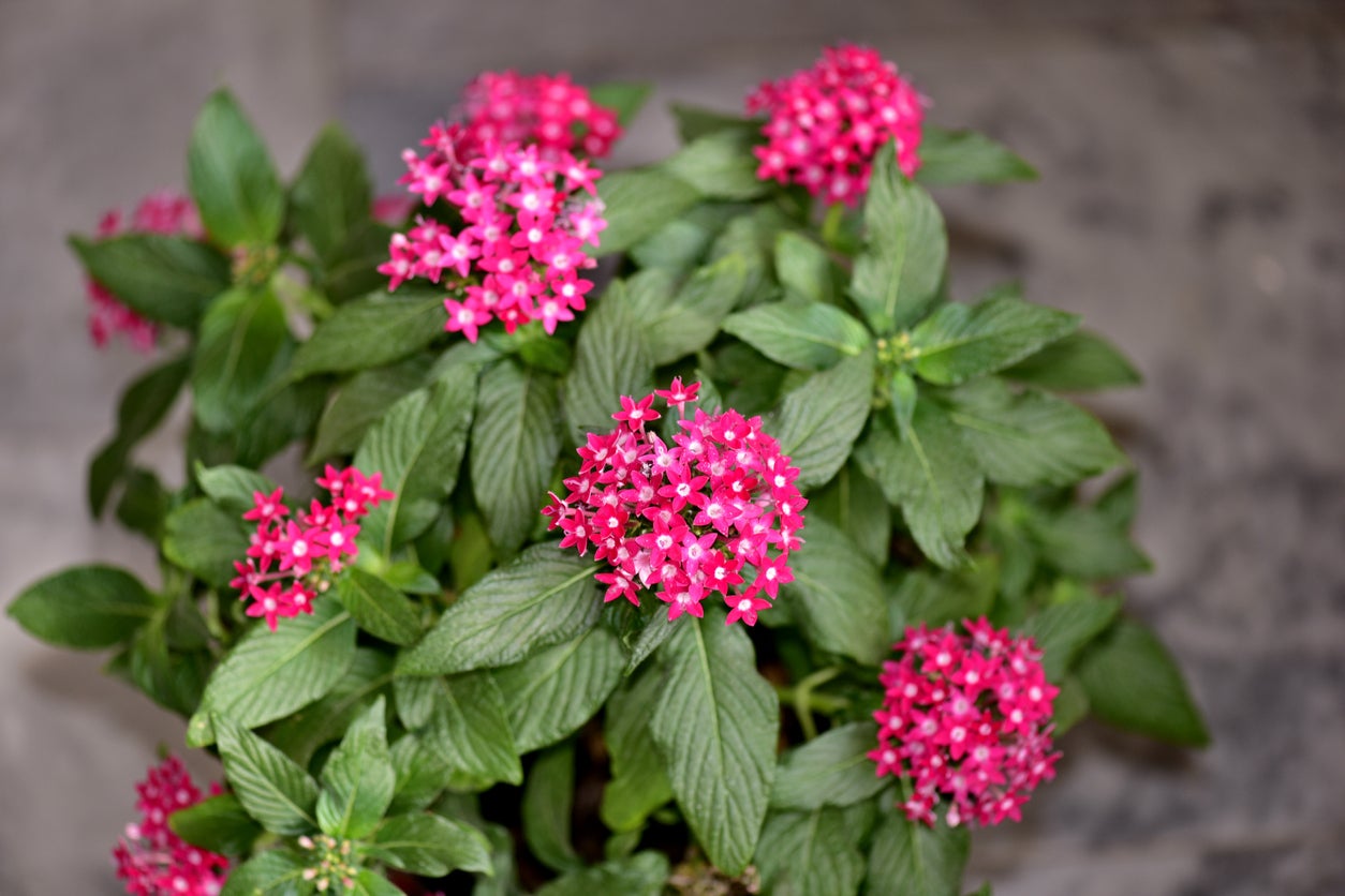 Pentas (بينتس)