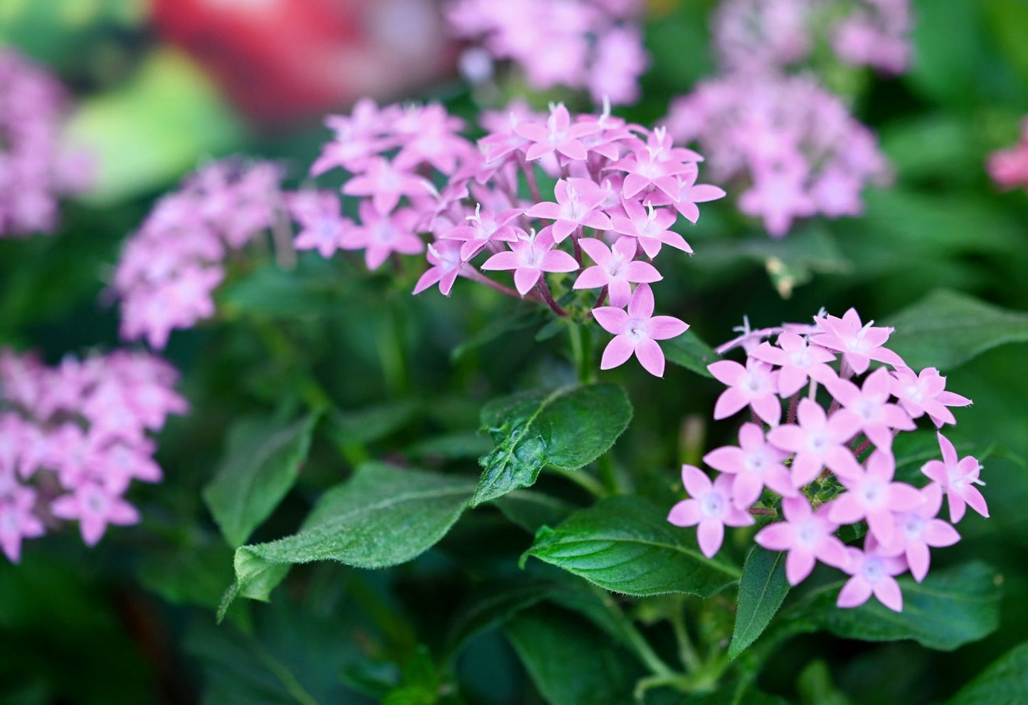 Pentas (بينتس)