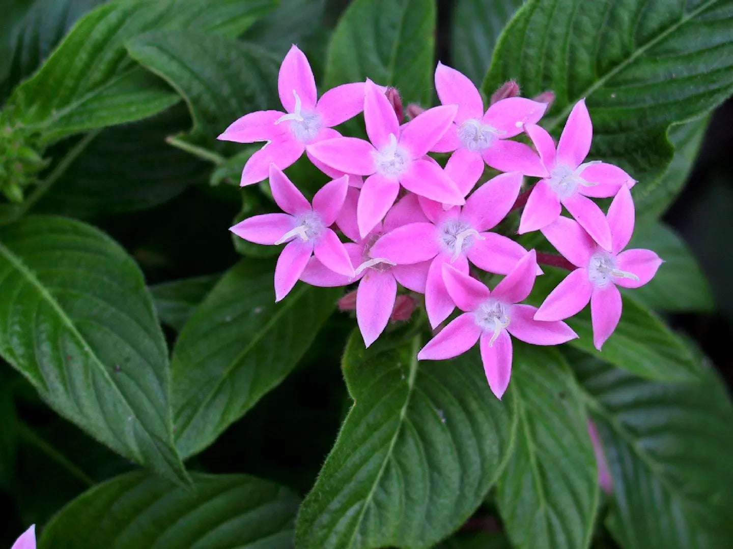 Pentas (بينتس)