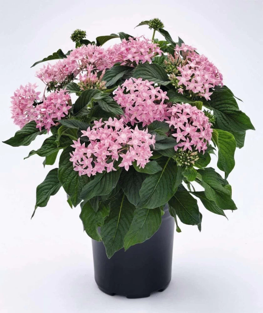 Pentas (بينتس)