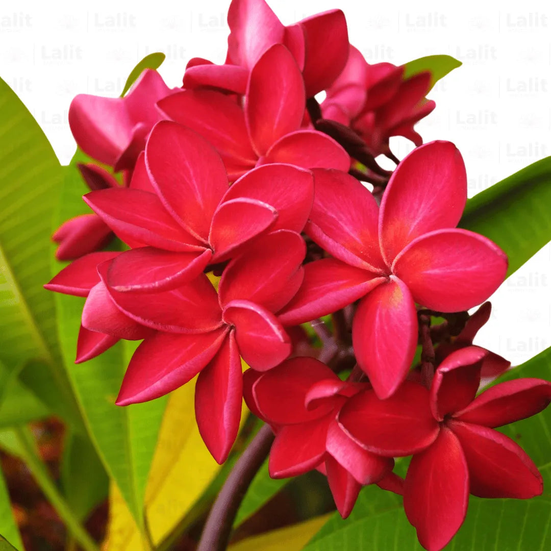 Frangipani (Plumeria) (ياسمين هندي)