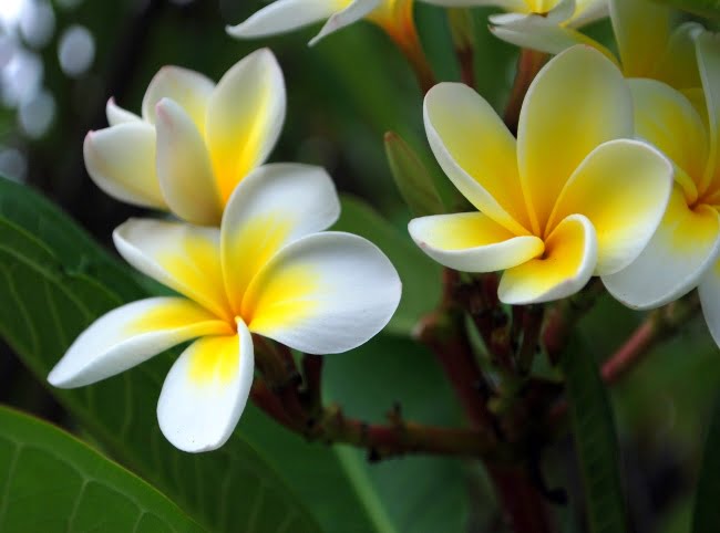 Frangipani (Plumeria) (ياسمين هندي)