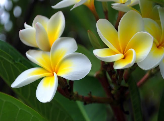 Frangipani (Plumeria) (ياسمين هندي) - Shatla Sky