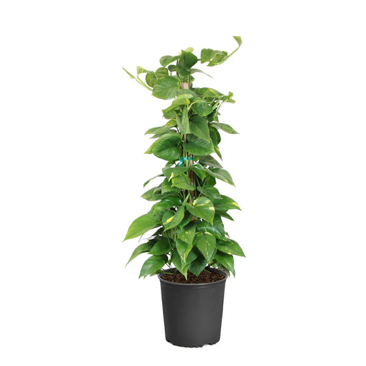 Pothos Stick (بوتس)
