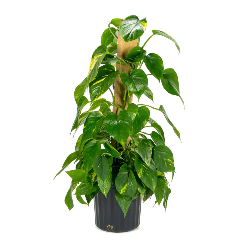Pothos Stick (بوتس)