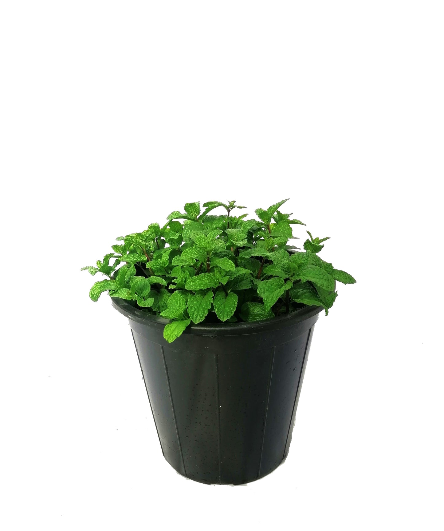 Mint (نعناع)