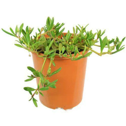 Sesuvium portulacastrum (صبار ليبي)