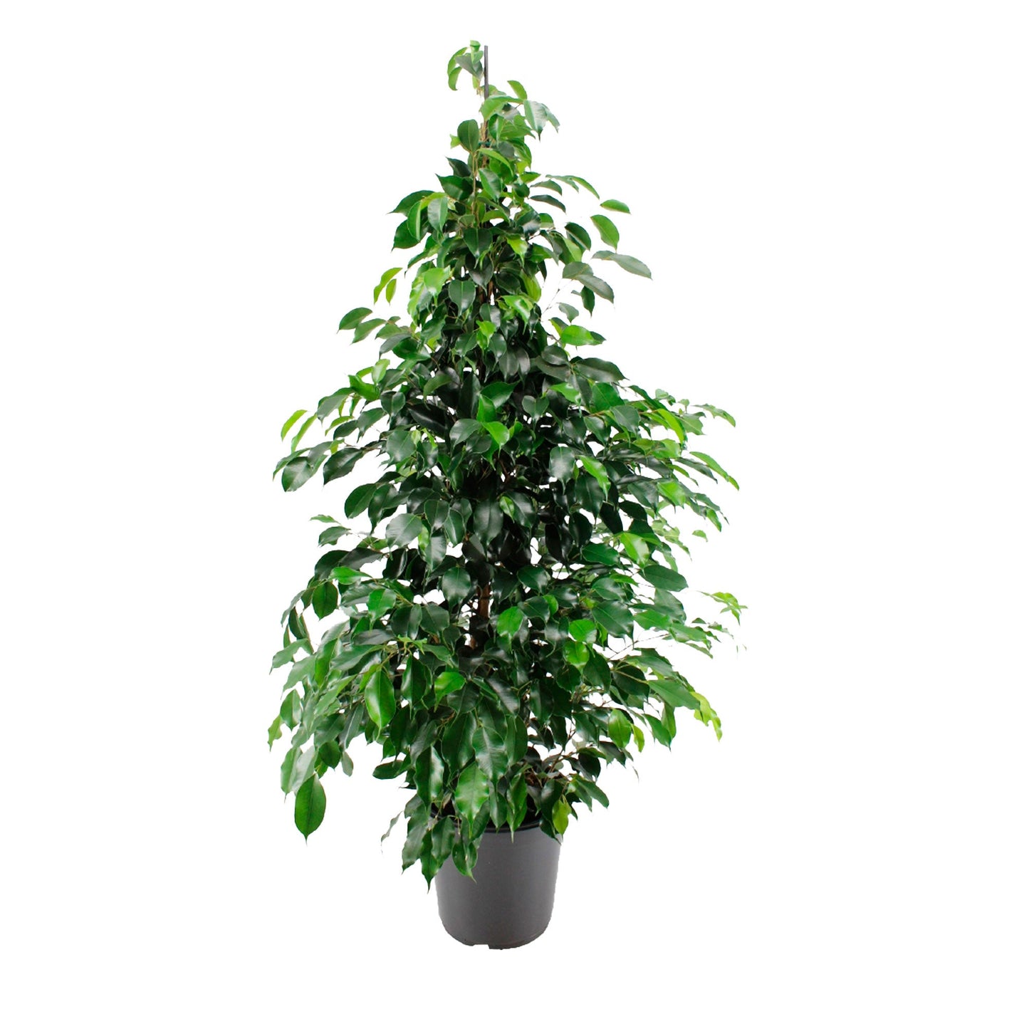 Ficus Benjamina (فيكس بنجامينا) - Shatla Sky