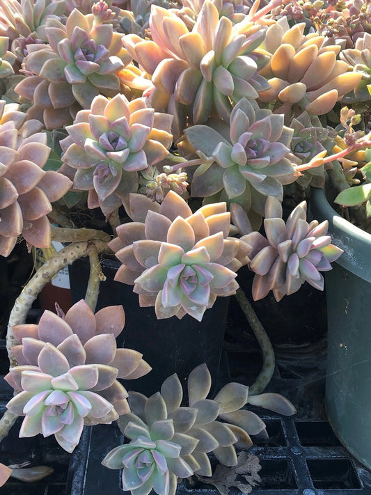 Ghost Plant (أم اللؤلؤ)