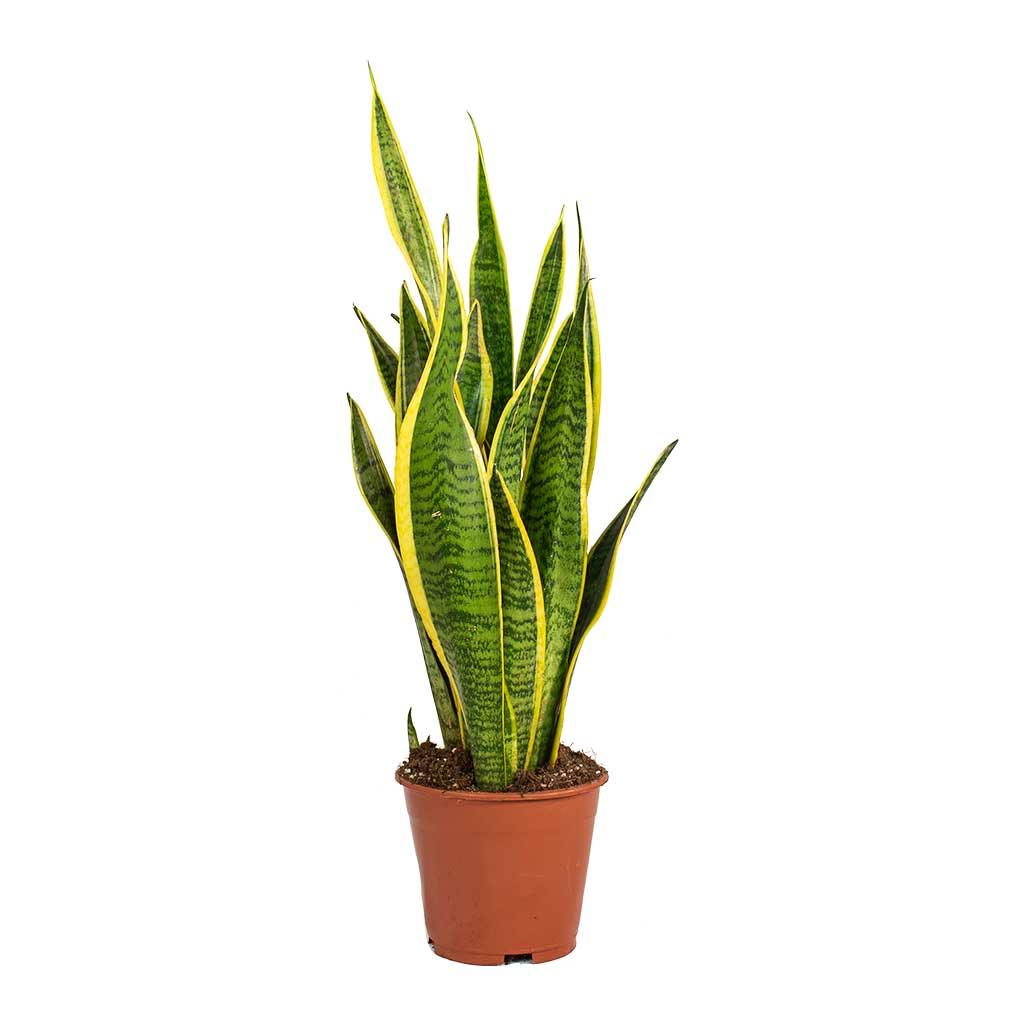 sansevieria plant (سانسيفيريا)