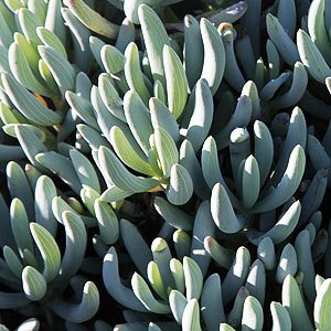 Senecio serpens (صبار سينسيو)