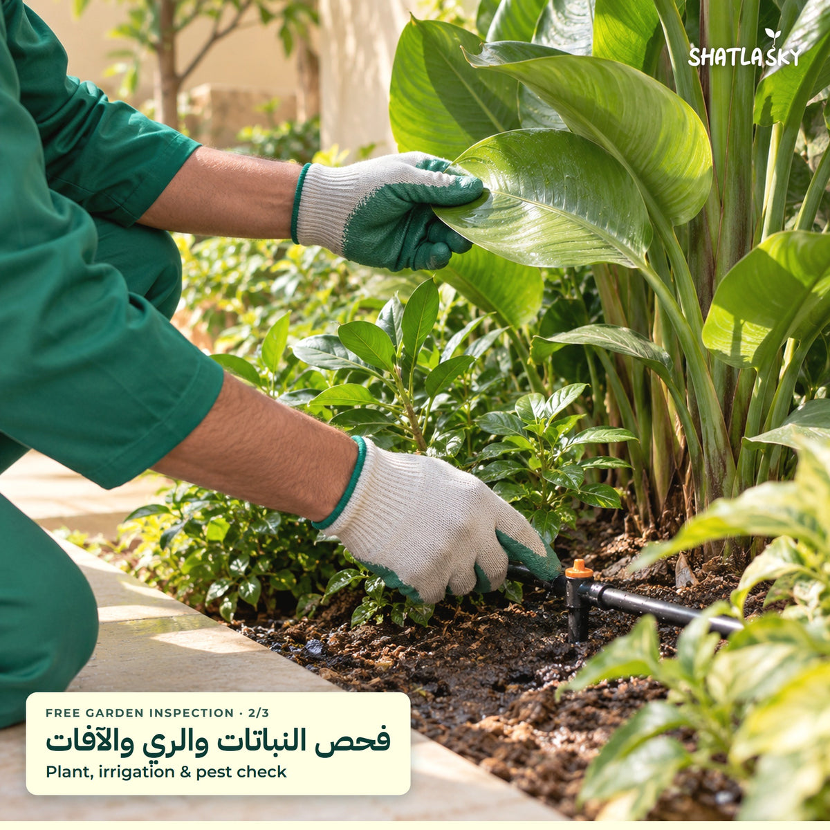 Shatla Sky free garden inspection visit: Plant, irrigation & pest check
