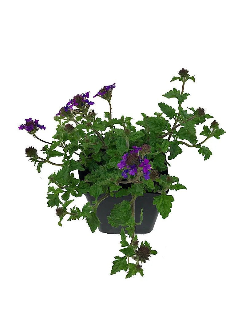 verbena فربينيا