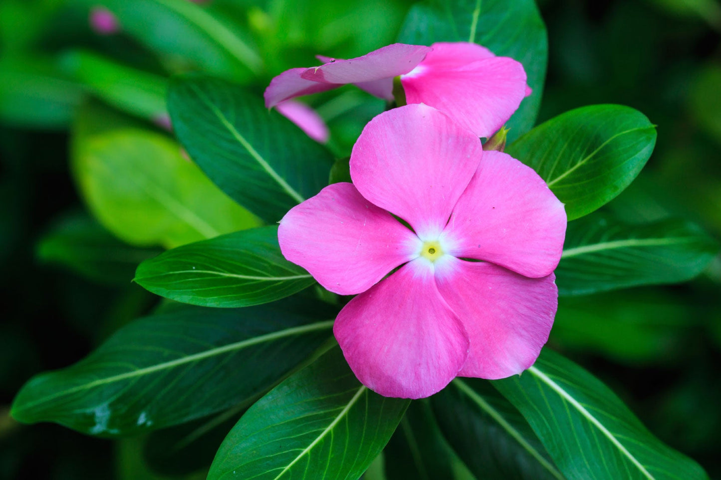 Vinca (ونكا)