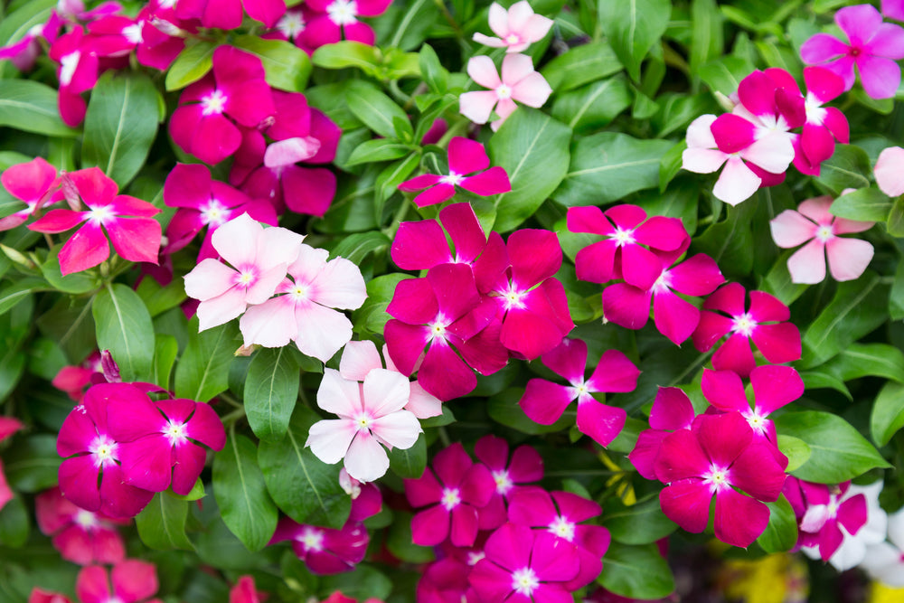 Vinca (ونكا)