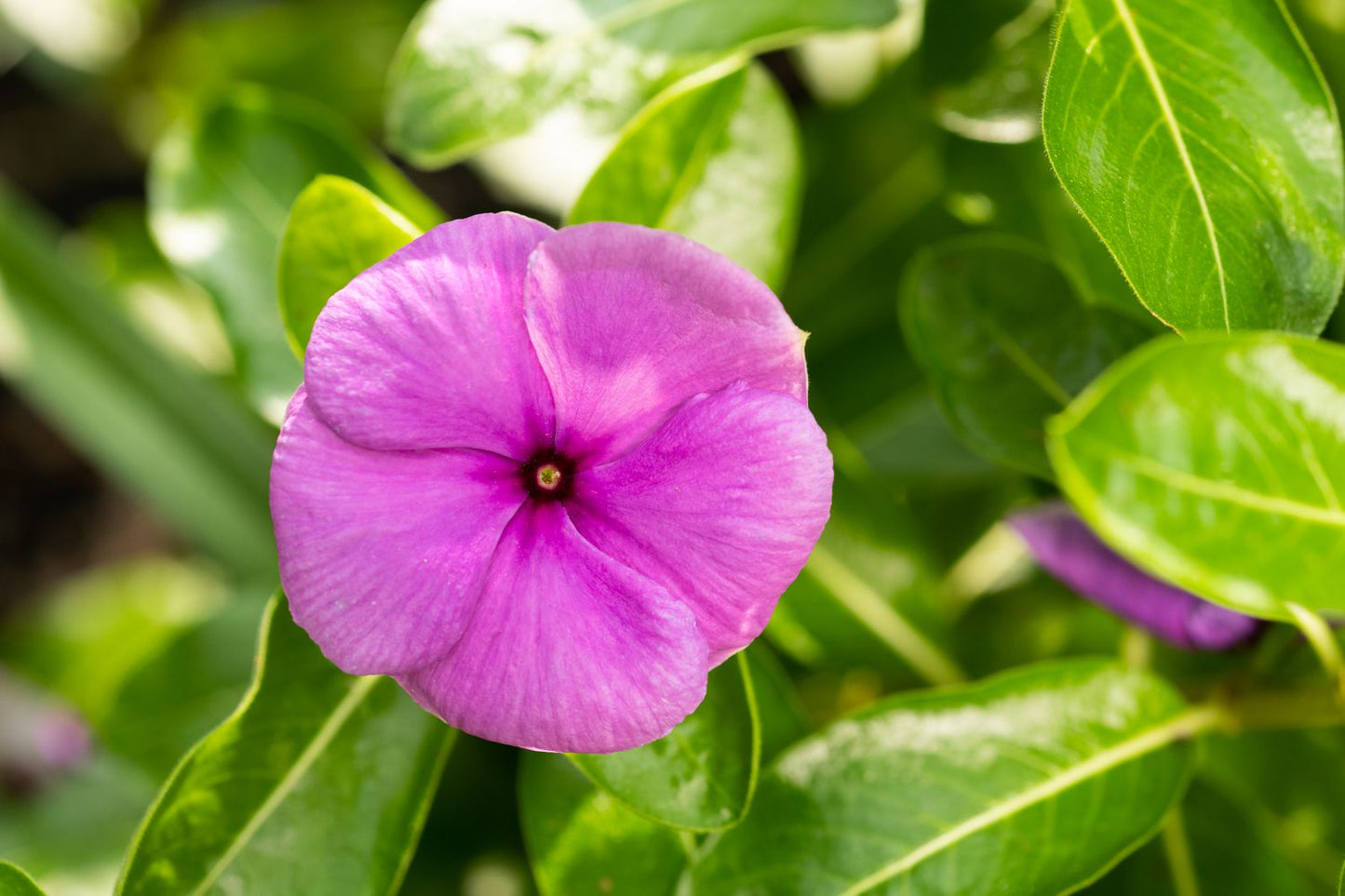 Vinca (ونكا)