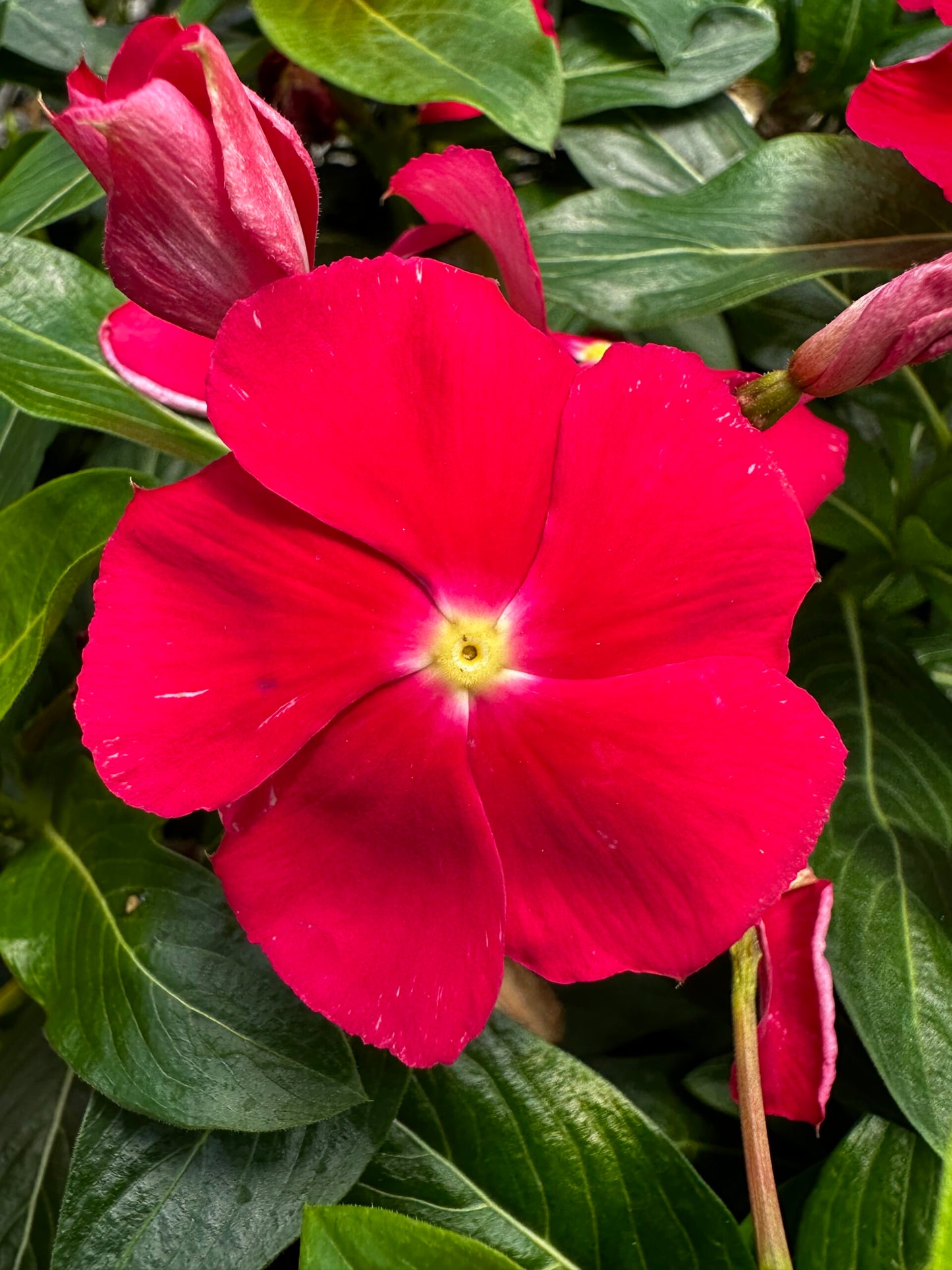 Vinca (ونكا)