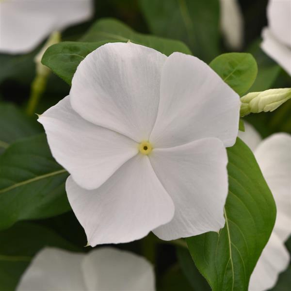 Vinca (ونكا)