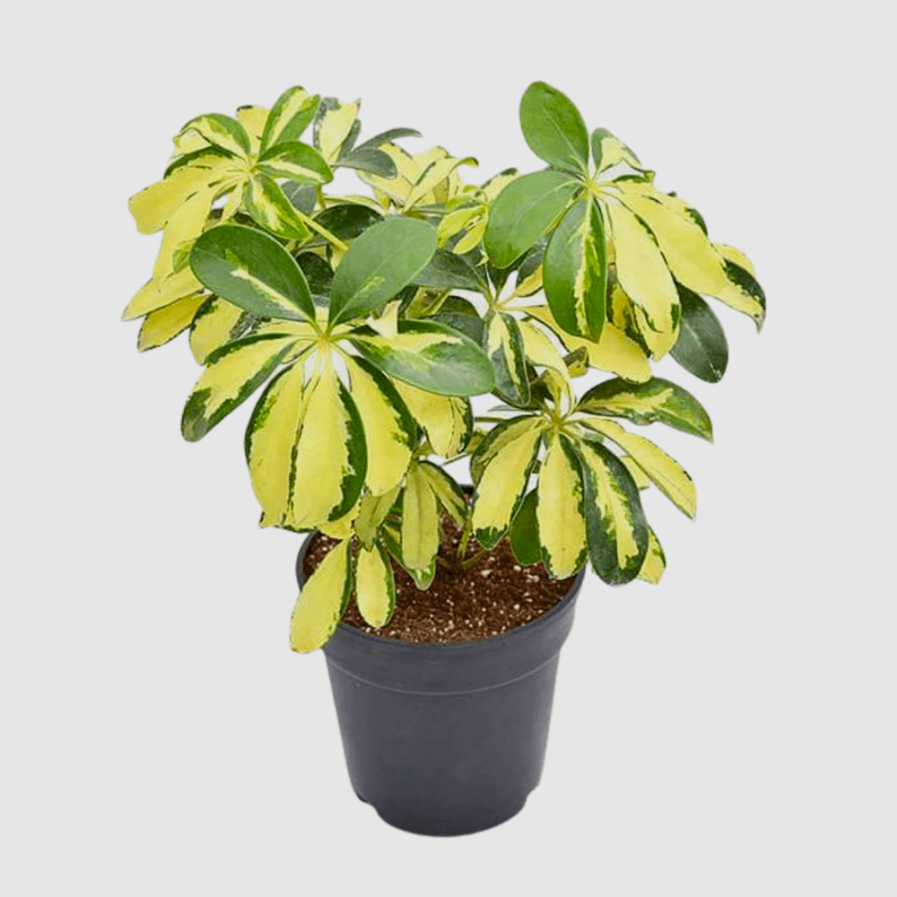 schefflera (شفليرا)